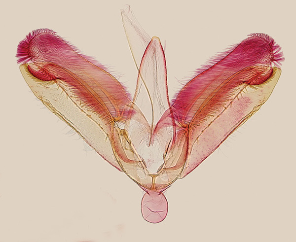 /filer/webapps/moths_gc/media/images/L/lanceolatella_Epicephala_GM_Kawakita-et-Kato_2016_94.jpg