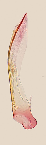 /filer/webapps/moths_gc/media/images/L/lanceolatella_Epicephala_GM_Kawakita-et-Kato_2016_96.jpg