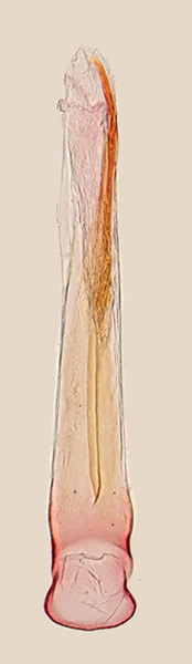 /filer/webapps/moths_gc/media/images/L/lanceolatella_Epicephala_GM_Kawakita-et-Kato_2016_96_AK271.jpg