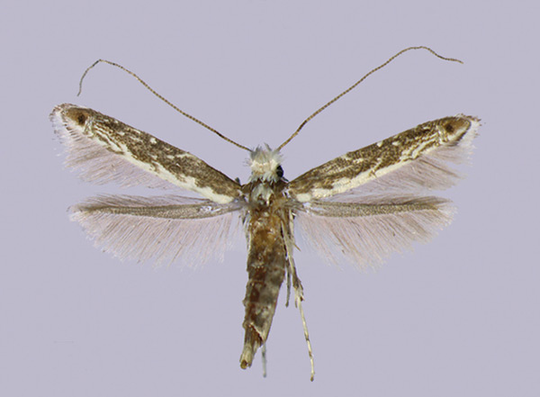 /filer/webapps/moths_gc/media/images/L/lanceolatella_Epicephala_HT_Kawakita-et-Kato_2016_92.jpg