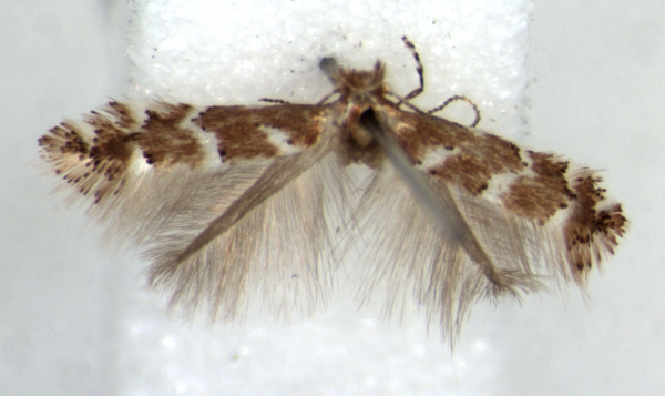 /filer/webapps/moths_gc/media/images/L/lantanae_Phyllonorycter_AF_BMNH.jpg