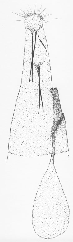 /filer/webapps/moths_gc/media/images/L/lantanae_Phyllonorycter_GF_Vari.jpg