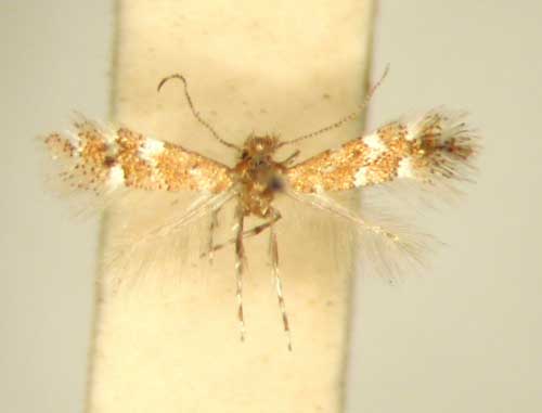 /filer/webapps/moths_gc/media/images/L/lantanae_Phyllonorycter_HT_TMSA6377.jpg