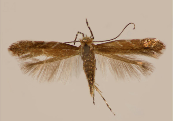 /filer/webapps/moths_gc/media/images/L/lantanella_Cremastobombycia_A_JDP.jpg