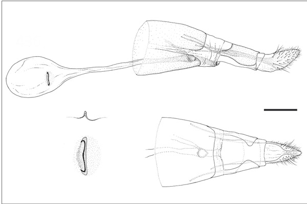 /filer/webapps/moths_gc/media/images/L/lantanella_Cremastobombycia_GF_USNM.jpg