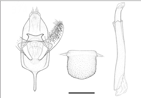 /filer/webapps/moths_gc/media/images/L/lantanella_Cremastobombycia_GM_USNM.jpg