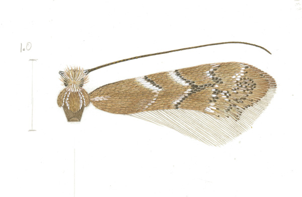 /filer/webapps/moths_gc/media/images/L/lantanella_Cremastobombycia_HT_USNM.jpg