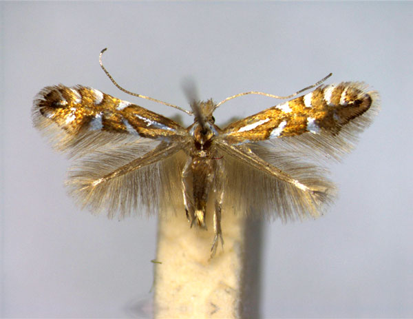 /filer/webapps/moths_gc/media/images/L/lantanella_Phyllonorycter_A_EIHU.jpg
