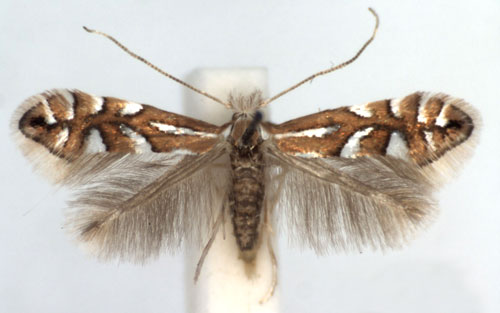 /filer/webapps/moths_gc/media/images/L/lantanella_Phyllonorycter_A_WJDP.jpg