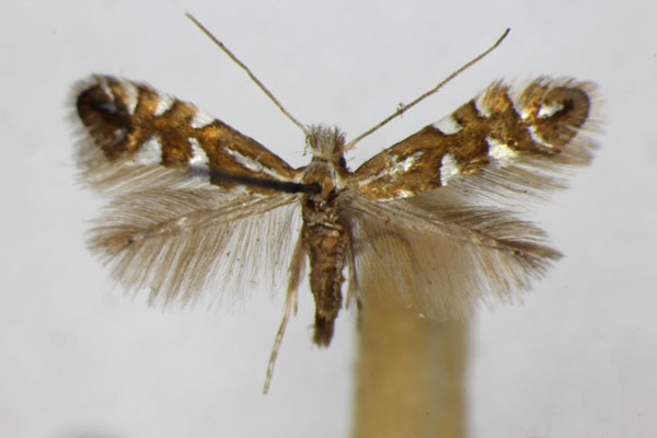 /filer/webapps/moths_gc/media/images/L/lantanella_Phyllonorycter_A_ZSM.jpg