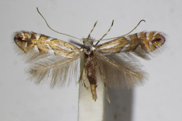 /filer/webapps/moths_gc/media/images/L/lantanella_Phyllonorycter_A_ZSM_3.jpg
