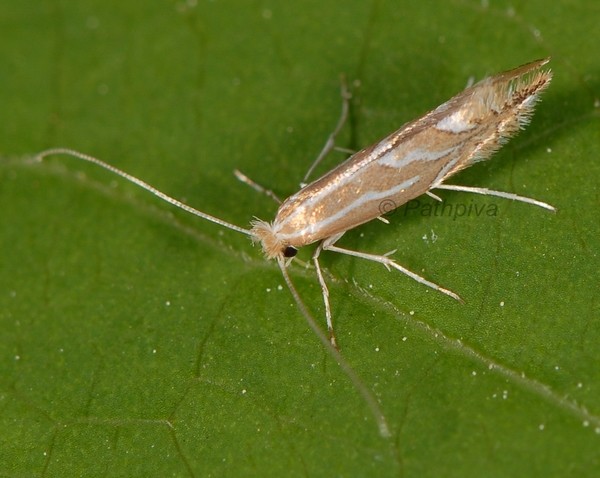 /filer/webapps/moths_gc/media/images/L/lapadiella_Phyllonorycter_A_PathPiva.jpg