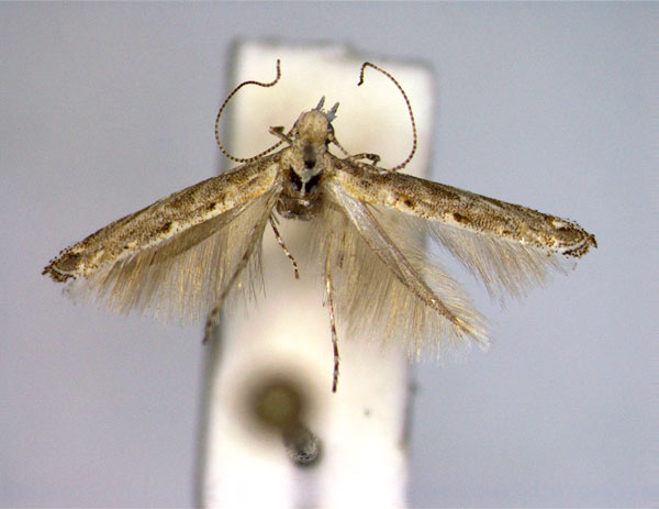 /filer/webapps/moths_gc/media/images/L/laristana_Polymitia_PT_EIHU.jpg