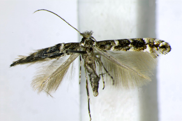 /filer/webapps/moths_gc/media/images/L/lathyri_Protolithocolletis_A_Landry.jpg