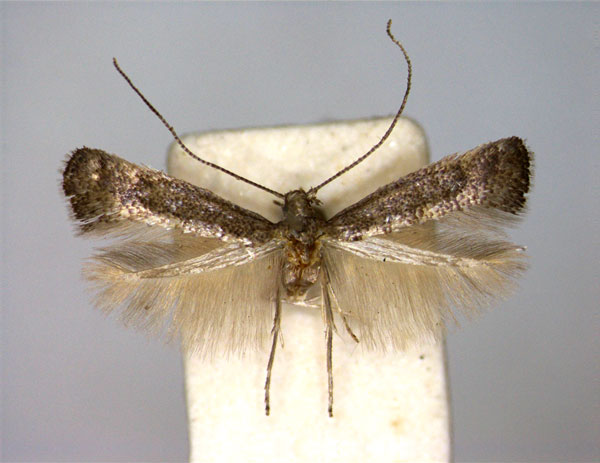 /filer/webapps/moths_gc/media/images/L/latifoliella_Metriochroa_A_EIHU.jpg