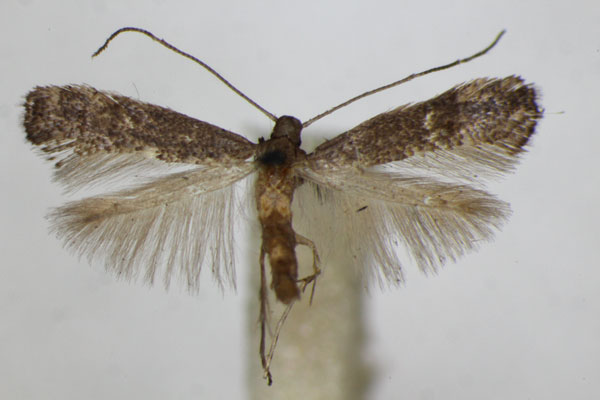 /filer/webapps/moths_gc/media/images/L/latifoliella_Metriochroa_A_ZSM.jpg