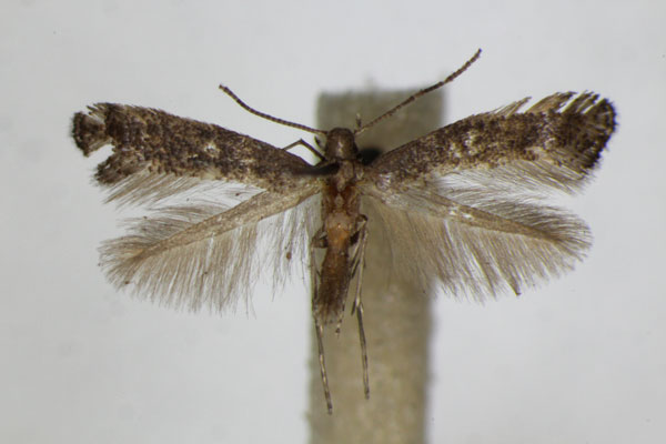 /filer/webapps/moths_gc/media/images/L/latifoliella_Metriochroa_A_ZSM_2.jpg
