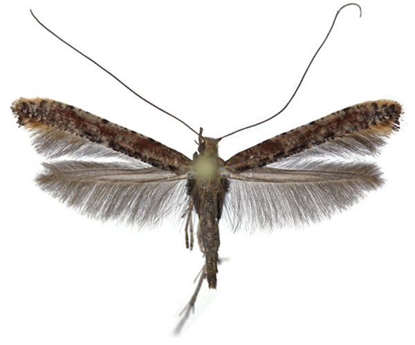 /filer/webapps/moths_gc/media/images/L/laurifoliae_Caloptilia_F_Falck_2025_701_4.jpg