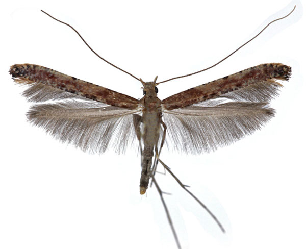 /filer/webapps/moths_gc/media/images/L/laurifoliae_Caloptilia_M_Falck_2025_701_3.jpg