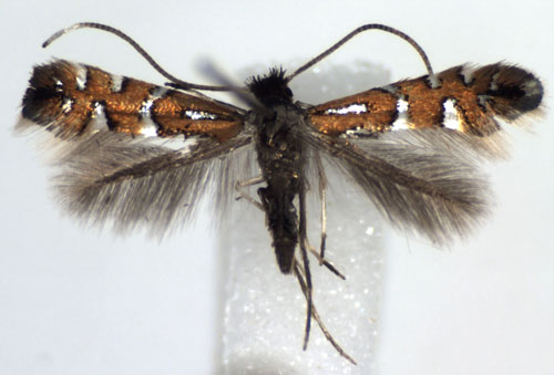 /filer/webapps/moths_gc/media/images/L/lautella_Phyllonorycter_A_WJDP.jpg