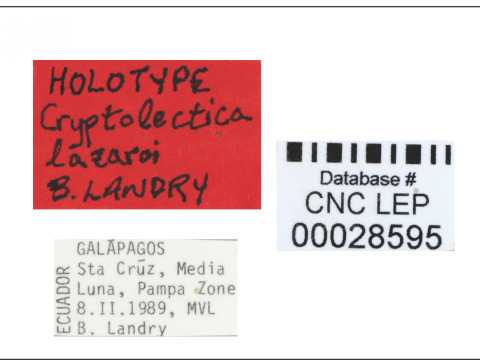 /filer/webapps/moths_gc/media/images/L/lazaroi_Cryptolectica_HT_CNC_Labels.jpg