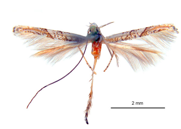 /filer/webapps/moths_gc/media/images/L/lechriotoma_Cuphodes_HT_ANIC.jpg