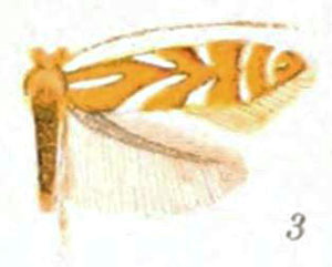 /filer/webapps/moths_gc/media/images/L/ledella_Lithocolletis_ST_Braun_22-3.jpg
