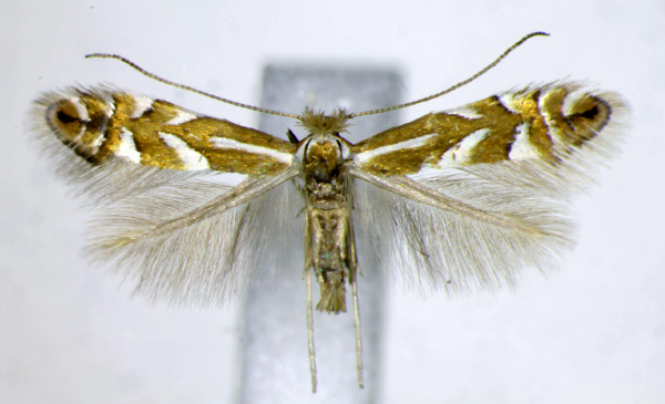 /filer/webapps/moths_gc/media/images/L/ledella_Phyllonorycter_AF_Landry.jpg