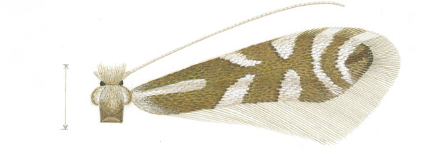 /filer/webapps/moths_gc/media/images/L/ledella_Phyllonorycter_A_Eiseman-et-Davis_2020_220.jpg