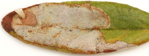 /filer/webapps/moths_gc/media/images/L/ledella_Phyllonorycter_mine_Eiseman-et-Davis_2020_220.jpg