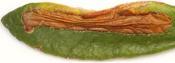 /filer/webapps/moths_gc/media/images/L/ledella_Phyllonorycter_mine_Eiseman-et-Davis_2020_220_2.jpg