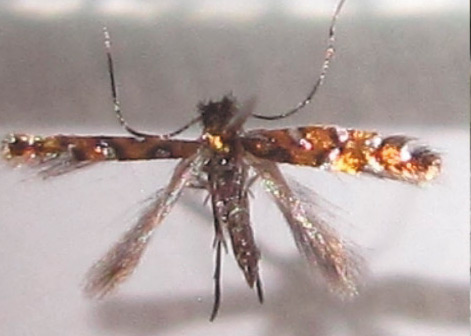 /filer/webapps/moths_gc/media/images/L/lemarchandi_Phyllonorycter_A_Bippus_2019_32.jpg