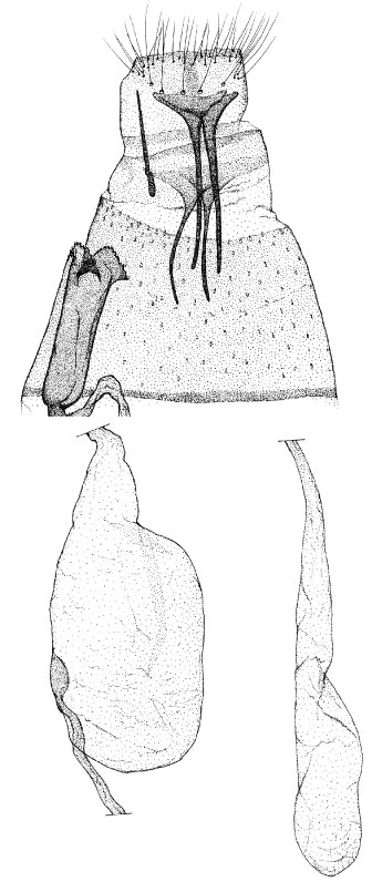 /filer/webapps/moths_gc/media/images/L/lemarchandi_Phyllonorycter_GF_DePrins.jpg