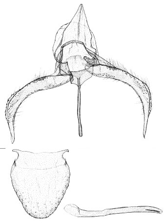 /filer/webapps/moths_gc/media/images/L/lemarchandi_Phyllonorycter_GM_DePrins.jpg