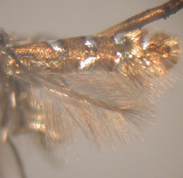 /filer/webapps/moths_gc/media/images/L/lemarchandi_Phyllonorycter_HT_MNHN_02.jpg