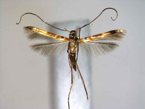 /filer/webapps/moths_gc/media/images/L/leprosulae_Chrysocercops_A_EIHU.jpg