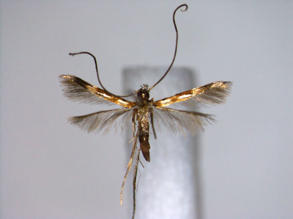 /filer/webapps/moths_gc/media/images/L/leprosulae_Chrysocercops_PT_EIHU.jpg