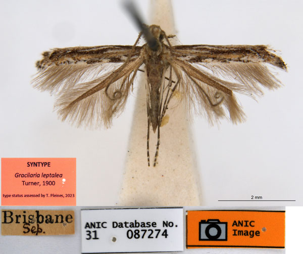 /filer/webapps/moths_gc/media/images/L/leptalea_Acrocercops_ST1_ANIC.jpg