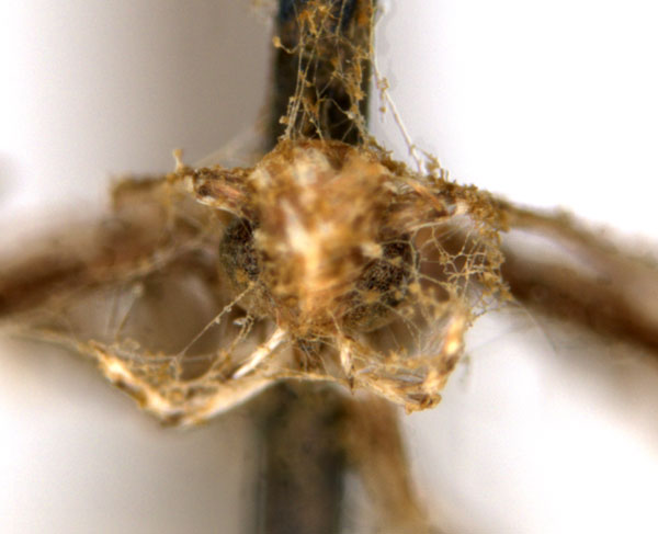 /filer/webapps/moths_gc/media/images/L/leptalea_Acrocercops_ST1_head_ANIC.jpg
