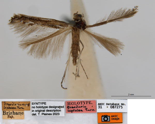 /filer/webapps/moths_gc/media/images/L/leptalea_Acrocercops_ST2_ANIC.jpg