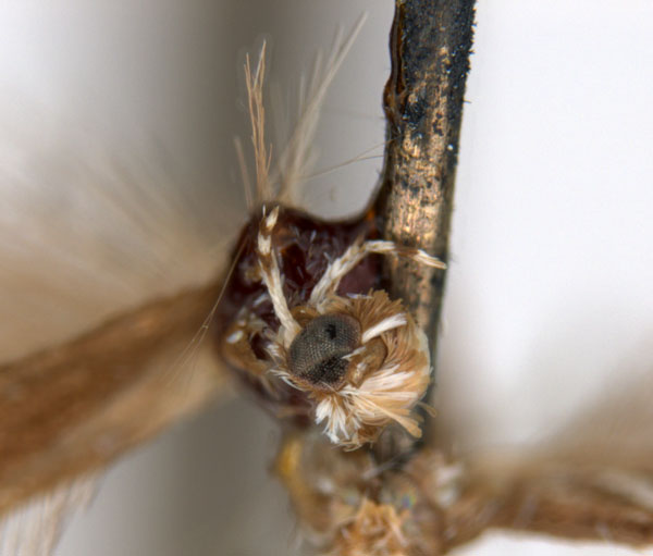 /filer/webapps/moths_gc/media/images/L/leptalea_Acrocercops_ST2_head_ANIC.jpg