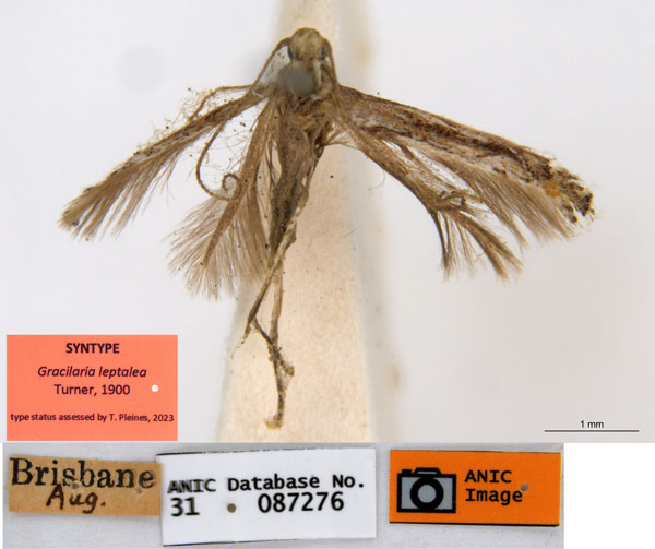 /filer/webapps/moths_gc/media/images/L/leptalea_Acrocercops_ST3_ANIC.jpg