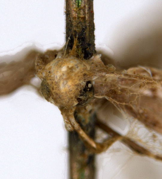 /filer/webapps/moths_gc/media/images/L/leptalea_Acrocercops_ST3_head_ANIC.jpg