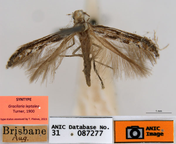 /filer/webapps/moths_gc/media/images/L/leptalea_Acrocercops_ST4_ANIC.jpg