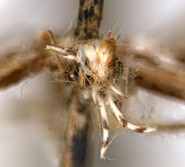 /filer/webapps/moths_gc/media/images/L/leptalea_Acrocercops_ST4_head_ANIC.jpg