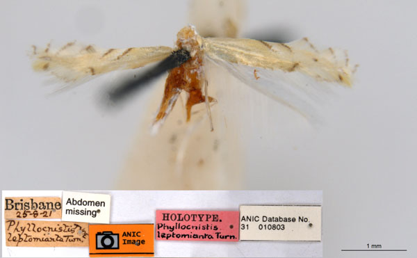 /filer/webapps/moths_gc/media/images/L/leptomianta_Phyllocnistis_HT_ANIC.jpg