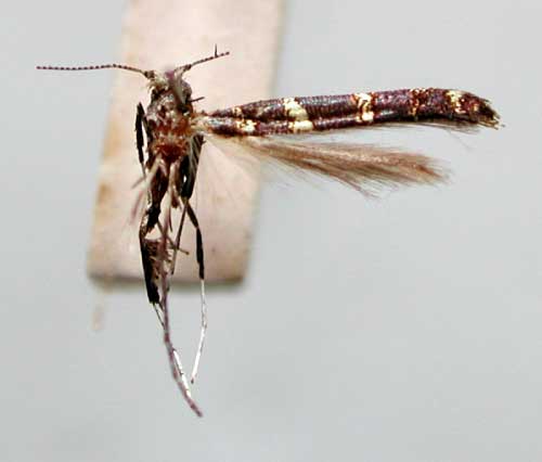 /filer/webapps/moths_gc/media/images/L/leptophanes_Caloptilia_HT_TMSA332.jpg