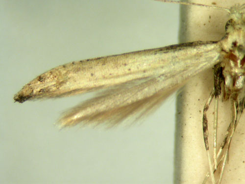 /filer/webapps/moths_gc/media/images/L/leptospila_Caloptilia_HT_TMSA565.jpg