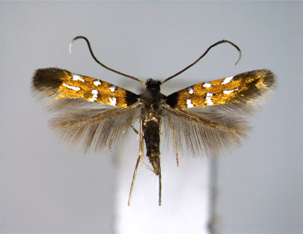 /filer/webapps/moths_gc/media/images/L/lespedezae_Hyloconis_A_EIHU.jpg