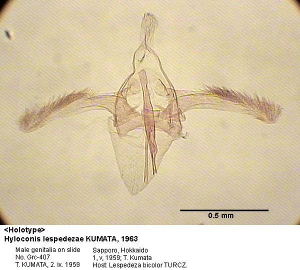 /filer/webapps/moths_gc/media/images/L/lespedezae_Hyloconis_GM_HT_407_EIHU.jpg
